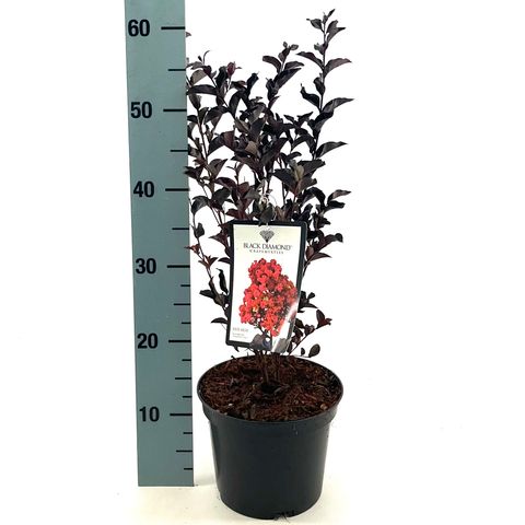Lagerstroemia indica RED HOT