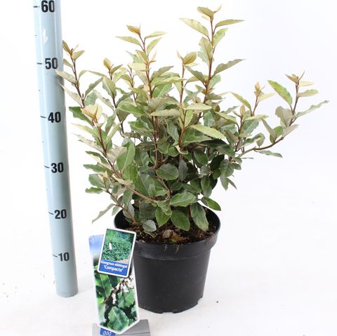 Elaeagnus x ebbingei 'Compacta'