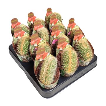 Espostoa guentheri cristata