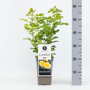 Роза LAMPION