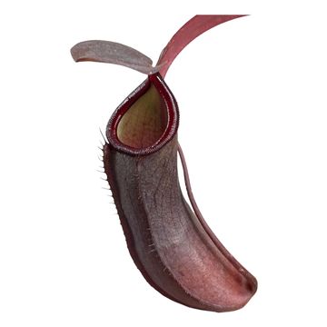 Nepenthes 'Rebecca Soper'