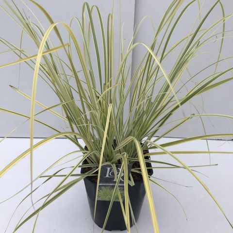 Cortaderia selloana 'Сплендид Стар'