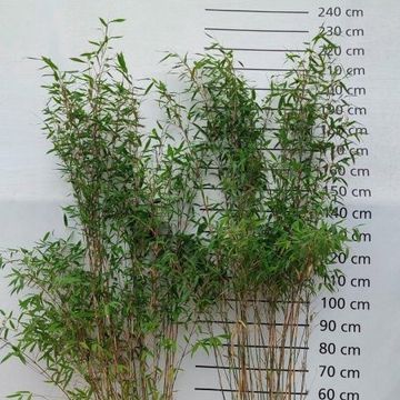 Fargesia 'Winter Joy'