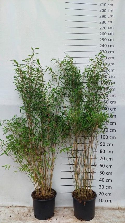 Fargesia 'Winter Joy'