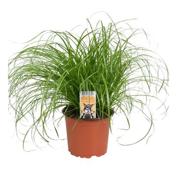 Cyperus alternifolius 'Zumula'