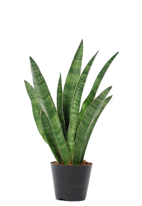 Sansevieria cylindrica 'Javanica'