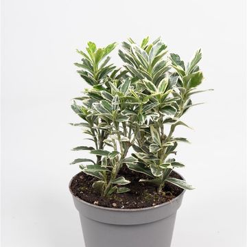 Euonymus japonicus 'Микрофиллус Альбовариегатус'