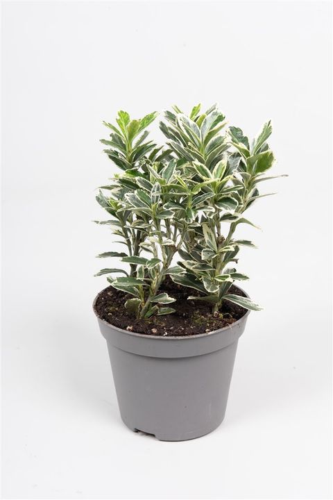 Euonymus japonicus 'Microphyllus Albovariegatus'