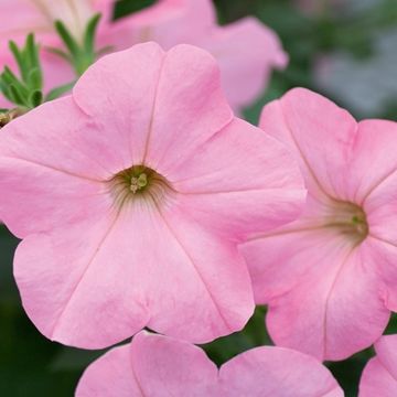 Petunia ALPE TUNIA ROSE