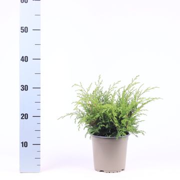 Microbiota decussata