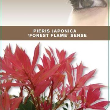 Pieris 'Forest Flame'