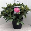 Rhododendron 'Германия'