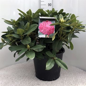 Rhododendron 'Germania'
