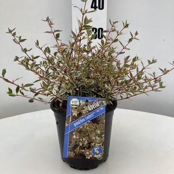 Abelia x grandiflora CONFETTI