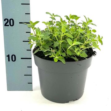 Nepeta 'Walker's Low'