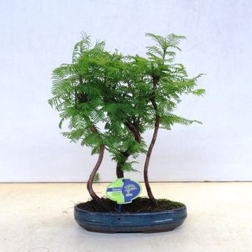 Metasequoia glyptostroboides
