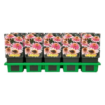 Echinacea DELICIOUS BUBBLEGUM