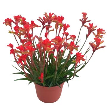 Anigozanthos 'Orange Glow'