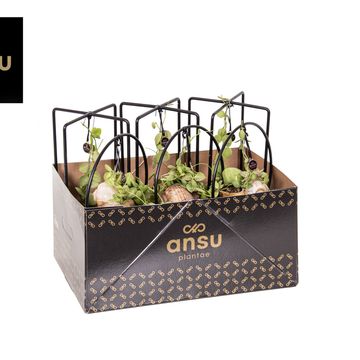 Arrangement Dischidia