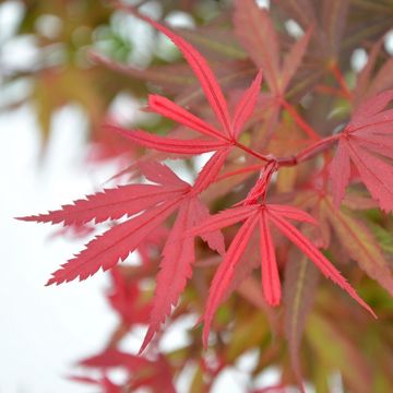 Acer palmatum 'Shaina'