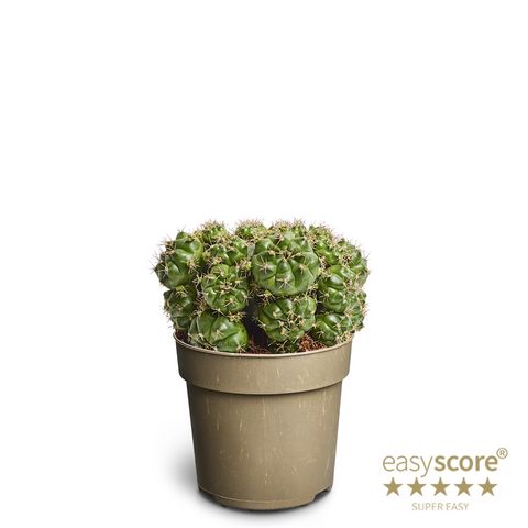 Gymnocalycium anisitsii