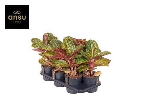 Aglaonema 'Tourmaline Gold'