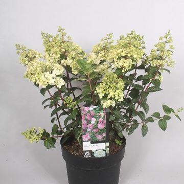 Hydrangea paniculata SUNDAE FRAISE