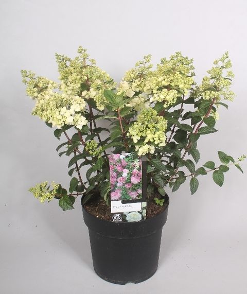 Hydrangea paniculata SUNDAE FRAISE