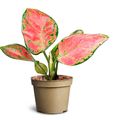 Aglaonema 'Pinky'