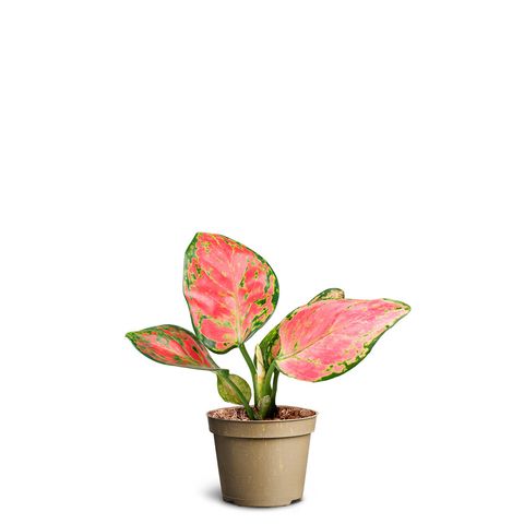 Аглаонема 'Pinky'