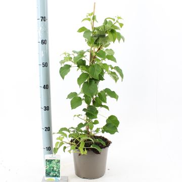 Hydrangea anomala petiolaris