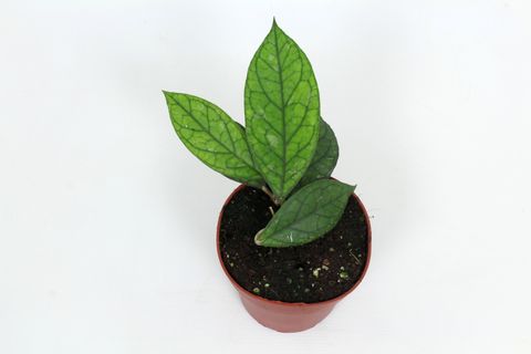 Hoya 'Water Drop' (Irina) EPC964