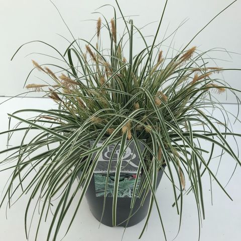 Carex oshimensis ЭВЕРЕСТ