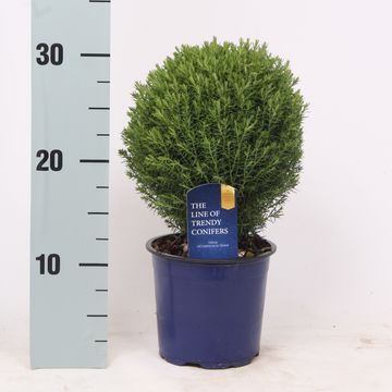 Thuja occidentalis 'Teddy'