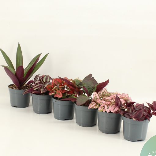 Plantas de interior MIX