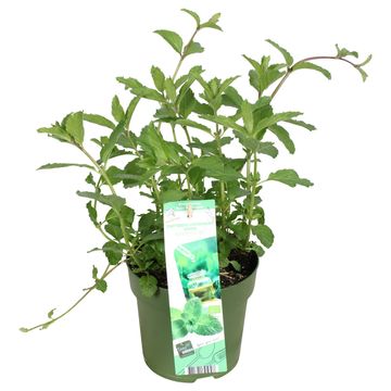 Mentha x piperita 'Swiss'