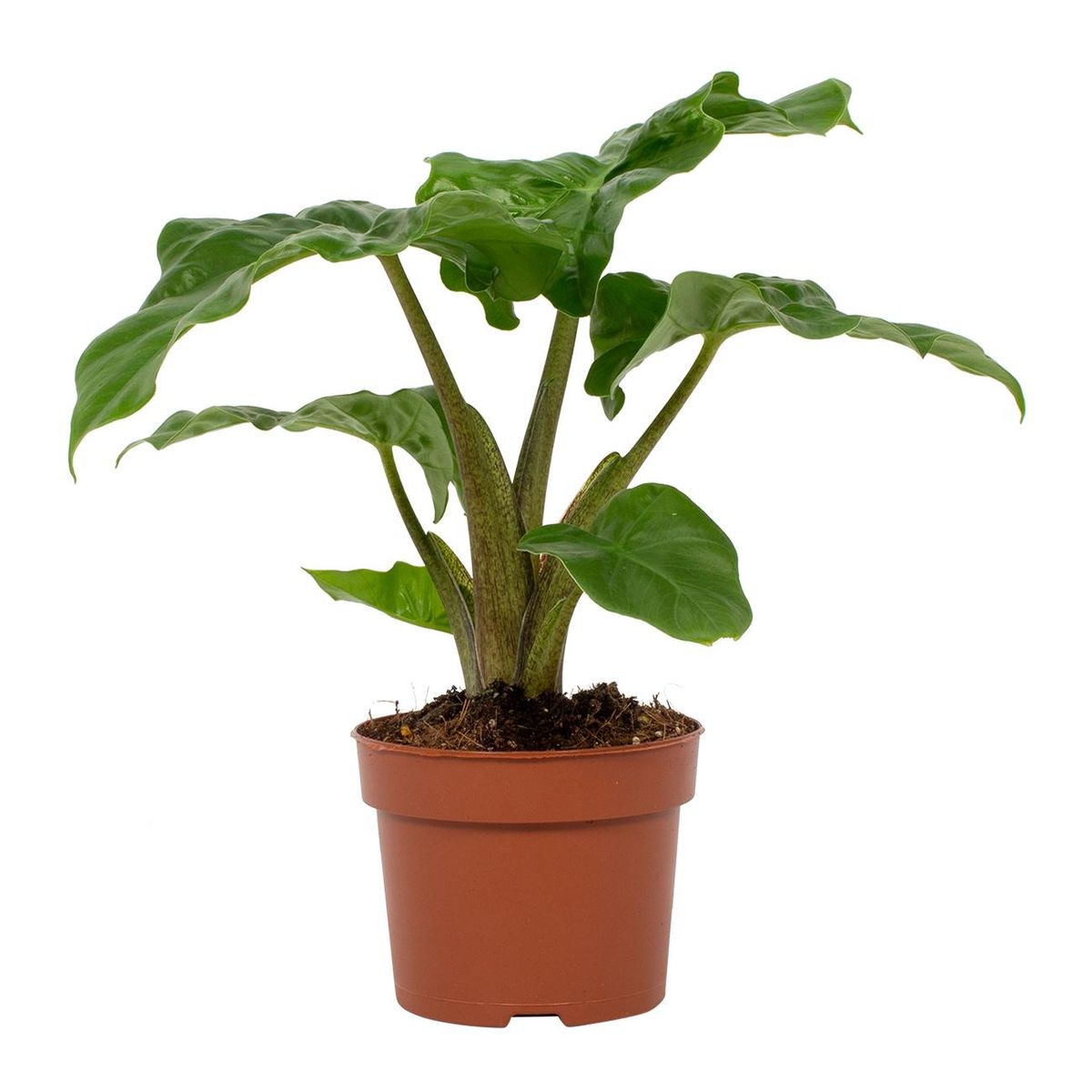 Alocasia 'Low Rider' — Plant Wholesale FlorAccess