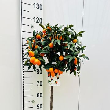 Citrus margarita 'Nagami'