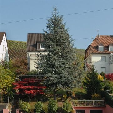 Cedrus libani 'Glauca'