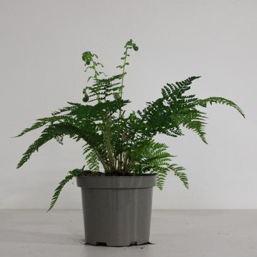 Polystichum braunii
