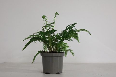 Polystichum braunii