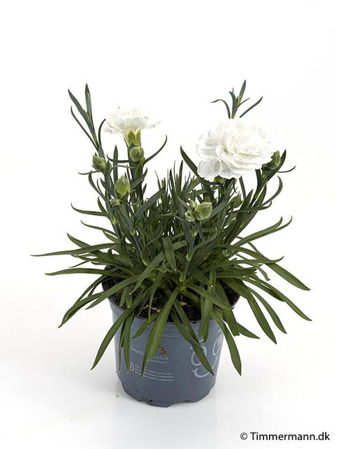 Dianthus SUPER TROUPER WHITNEY