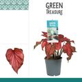 Caladium 'Desert Sunset'