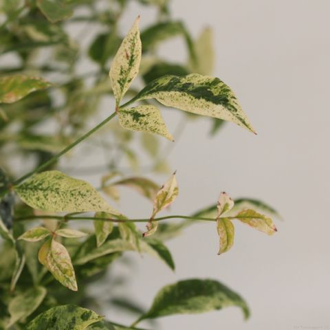 Nandina domestica 'Twilight'