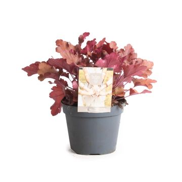Heuchera INDIAN SUMMER RED