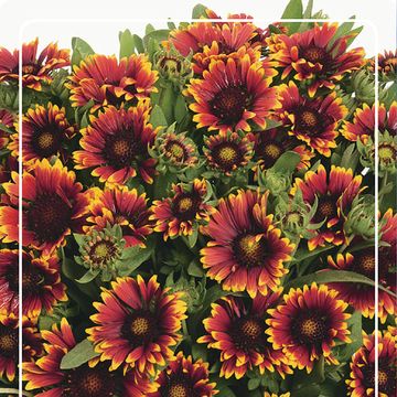 Gaillardia aristata SPINTOP ORANGE HALO