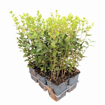 Ligustrum ovalifolium