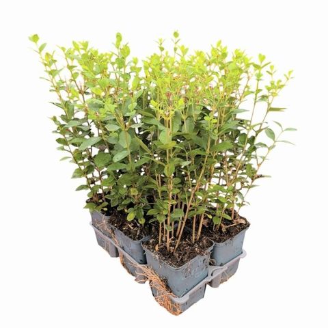 Ligustrum ovalifolium
