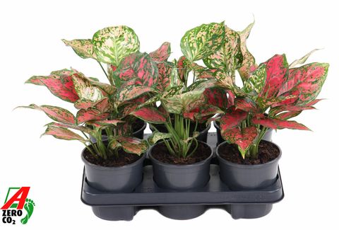 Aglaonema 'Red Valentine'