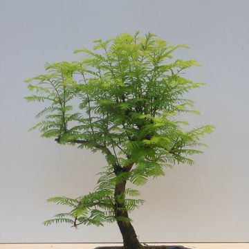 Metasequoia glyptostroboides
